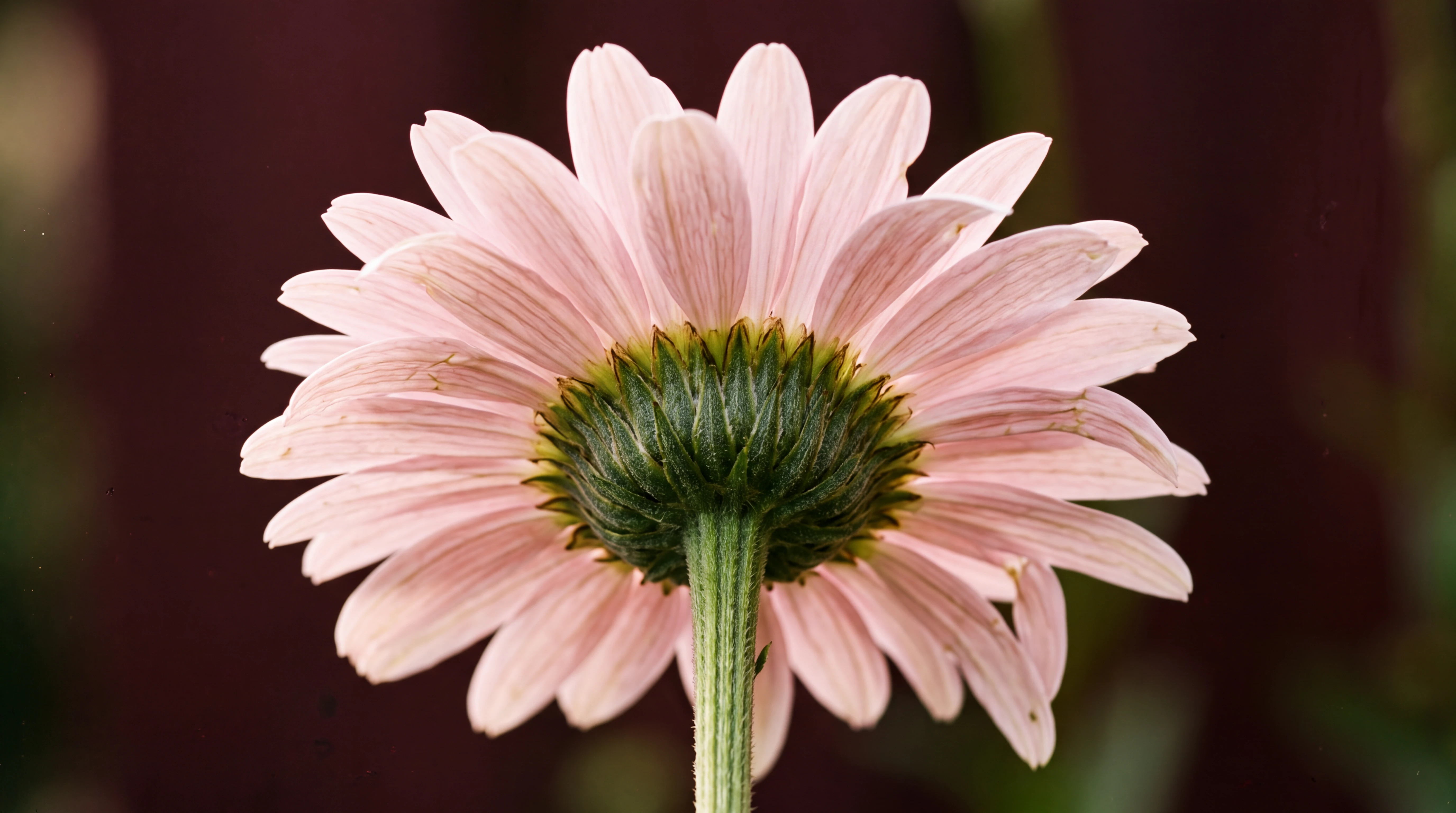 Close-up of pale pink flower petals surrounding a green center against a dark background.